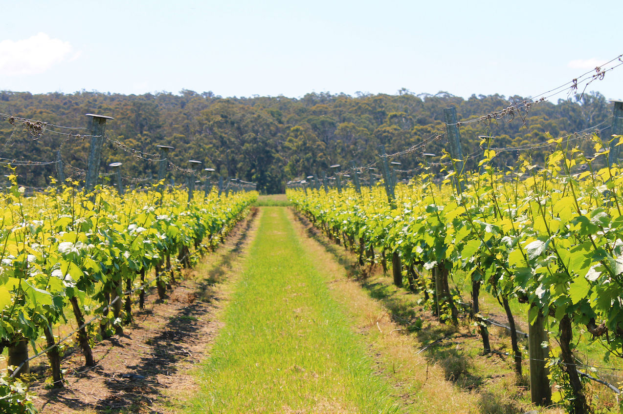 Narkoojee-wines-vineyard-trellis-view-to-trees-Glengarry-Traralgon-Latrobe-Gippsland